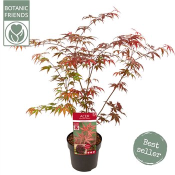 Javor palmatum atropurpureum palm  Atropurpureum 65cm 19cm Q22