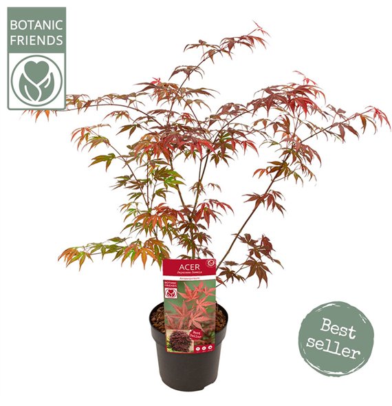 Javor palmatum atropurpureum palm  Atropurpureum 65cm 19cm Q22
