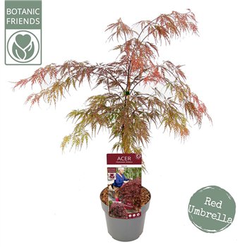 Javor palmatum garnet palm  Garnet 65cm 19cm Q23