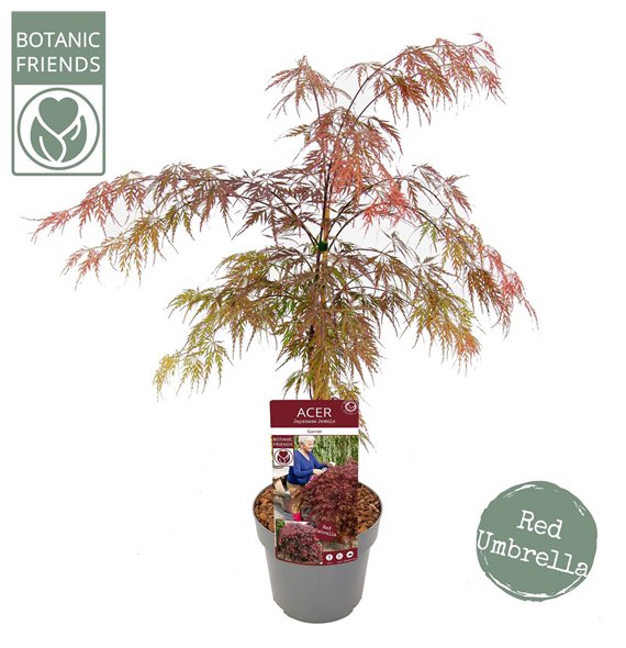 Javor palmatum garnet palm  Garnet 65cm 19cm Q23