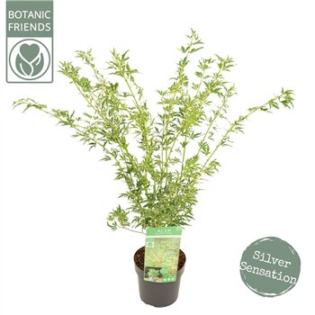 Javor palmatum butterfly palm  Butterfly 55cm 19cm Q26