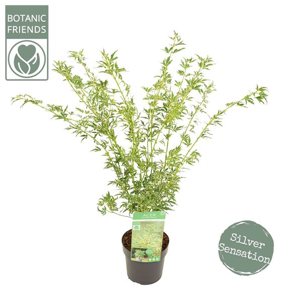 Javor palmatum butterfly palm  Butterfly 55cm 19cm Q26