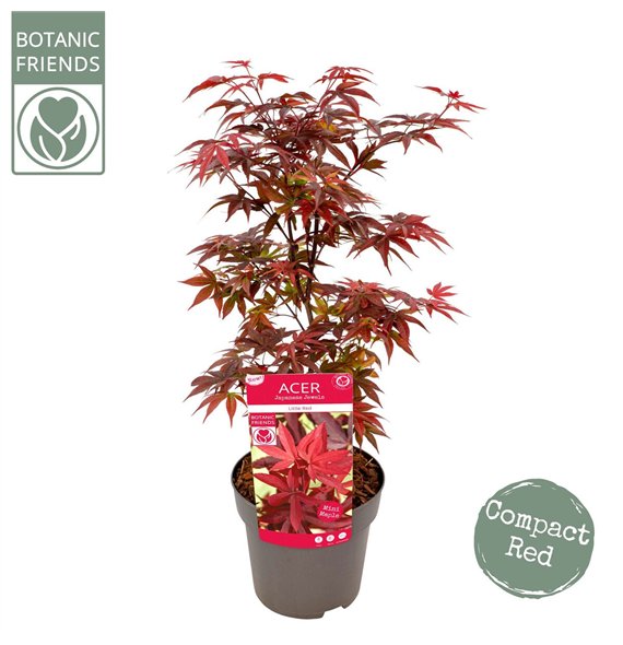 Javor palmatum little red palm  Little Red 65cm 19cm Q27