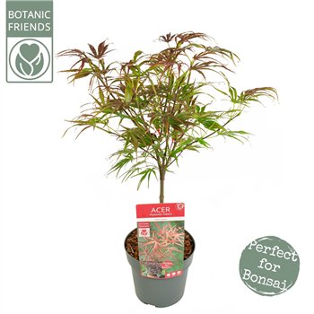 Javor palmatum peve dave palm  Pevé Dave 65cm 19cm Q28
