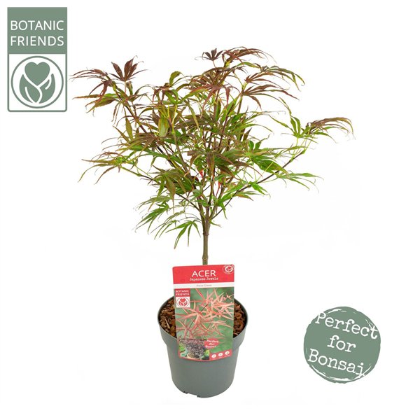 Javor palmatum peve dave palm  Pevé Dave 65cm 19cm Q28