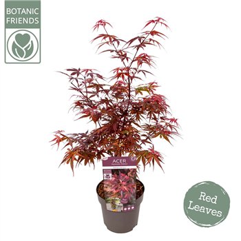 Javor palmatum skeeters broom palm  Skeeters Broom 65cm 19cm Q29