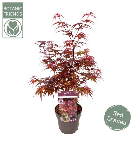 Javor palmatum skeeters broom palm  Skeeters Broom 65cm 19cm Q29