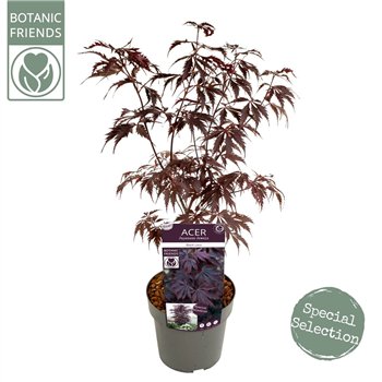 Javor palmatum black lace palm  Black Lace ® 65cm 19cm Q30