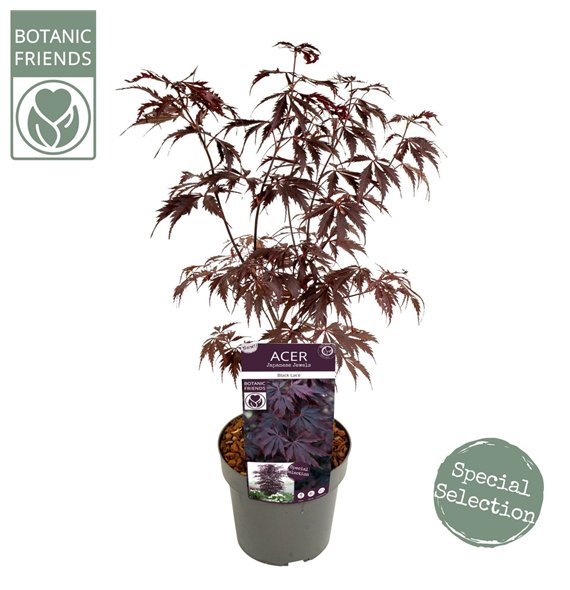 Javor palmatum black lace palm  Black Lace ® 65cm 19cm Q30