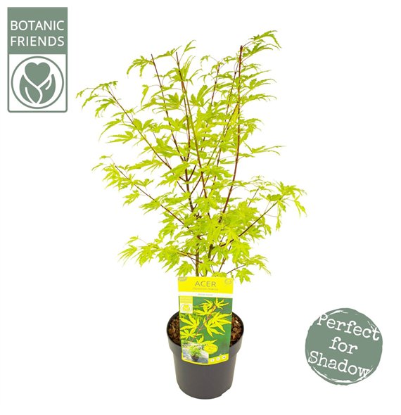 Javor palmatum anne irene palm  Anne Irene ® 65cm 19cm Q31