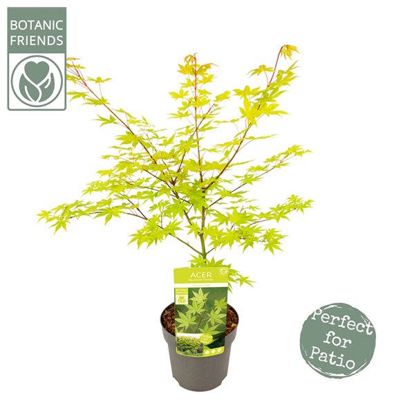 Javor palmatum summer gold palm  Summer Gold 65cm 19cm Q32