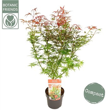 Javor palmatum jerre schwartz palm  Jerre Schwartz 65cm 19cm Q34