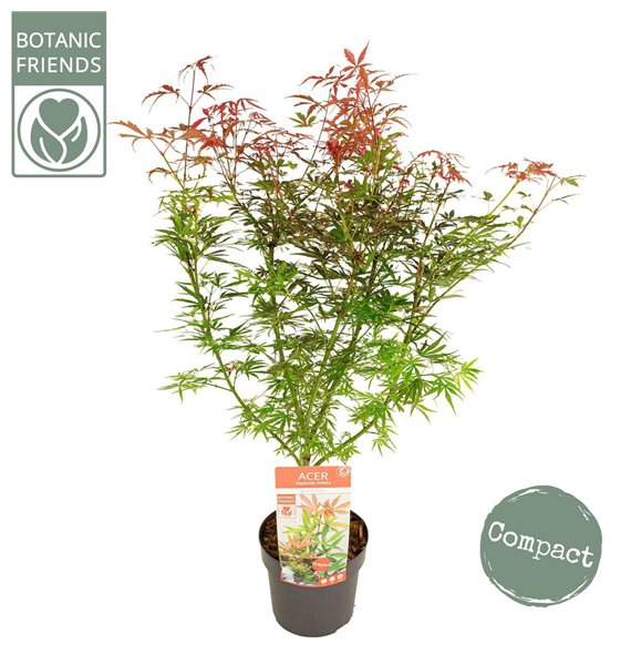 Javor palmatum jerre schwartz palm  Jerre Schwartz 65cm 19cm Q34