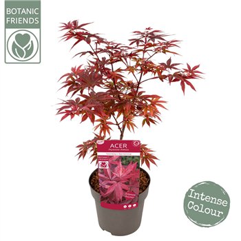Javor palmatum twomblys red sentinel palm  Twomblys Red Sentinel 65cm 19cm Q39