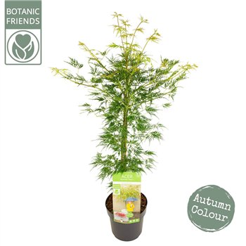 Javor palmatum emerald lace palm  Emerald Lace 65cm 19cm Q41