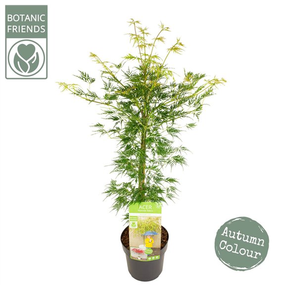 Javor palmatum emerald lace palm  Emerald Lace 65cm 19cm Q41