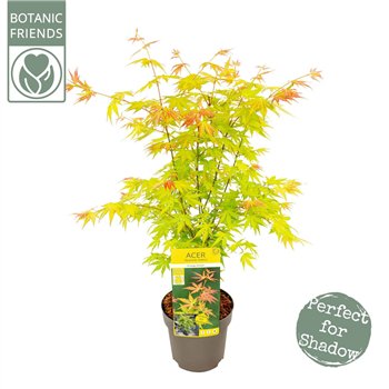 Javor palmatum orange dream palm  Orange Dream 65cm 19cm Q44