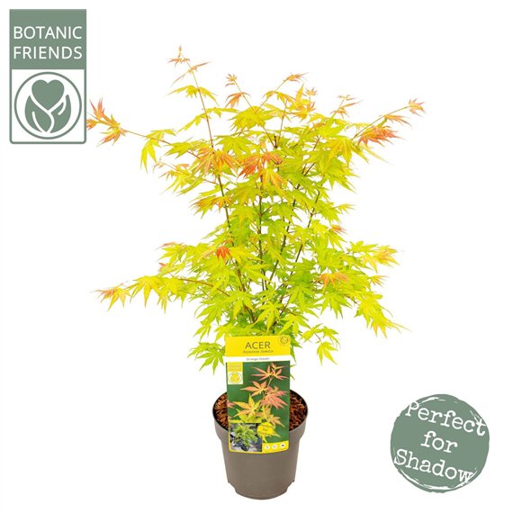 Javor palmatum orange dream palm  Orange Dream 65cm 19cm Q44