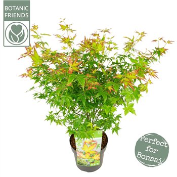 Javor palmatum little princess palm  Little Princess 55cm 19cm Q46