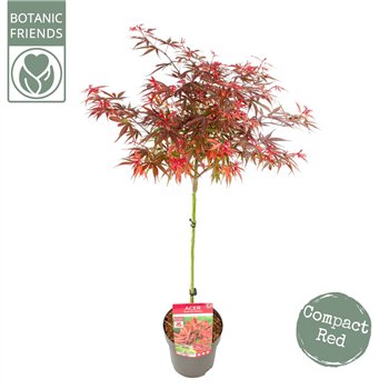 Javor palmatum shaina palm  Shaina40 cm stem 90cm 19cm Q48