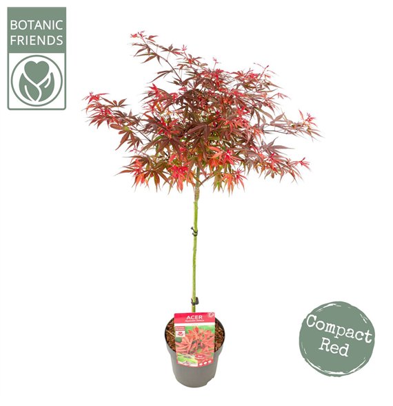Javor palmatum shaina palm  Shaina40 cm stem 90cm 19cm Q48