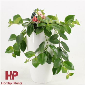 Aeschynanthus mona lisa ceramic wit 40cm 15cm Q90
