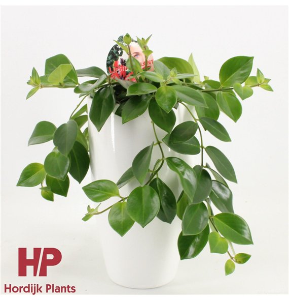 Aeschynanthus mona lisa ceramic wit 40cm 15cm Q90