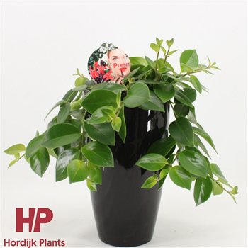 Aeschynanthus mona lisa ceramic zwart 40cm 15cm Q91