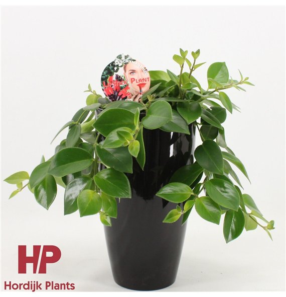 Aeschynanthus mona lisa ceramic zwart 40cm 15cm Q91