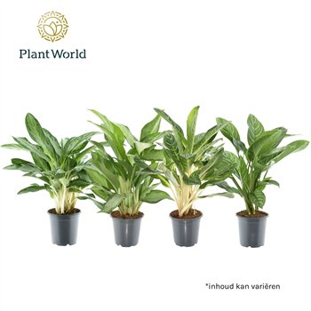 Aglaonema mix mixed 2 pp 60cm 21cm Q141