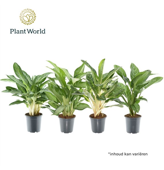 Aglaonema mix mixed 2 pp 60cm 21cm Q141