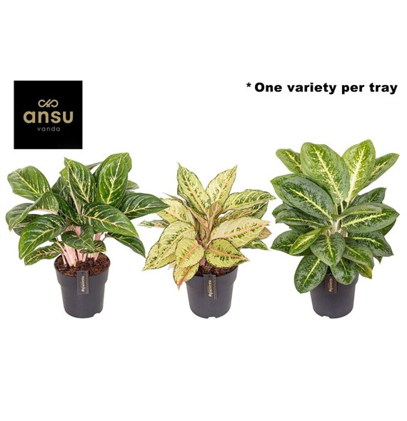 Aglaonema Green Surprise Tray 1 pp 55cm 19cm Q150