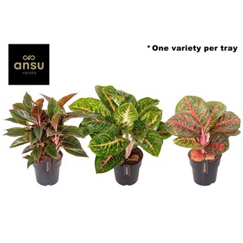 Aglaonema Red Surprise Tray 1 pp 50cm 19cm Q151