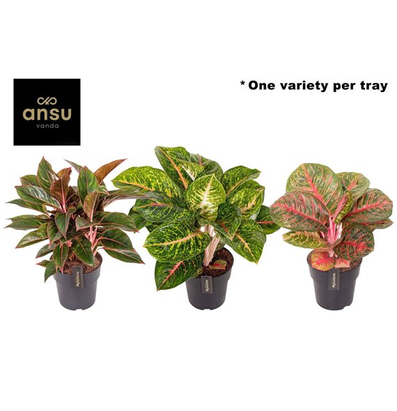 Aglaonema Red Surprise Tray 1 pp 50cm 19cm Q151