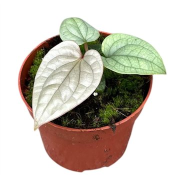 Anthurium Luxurians without flower fl 15cm 10.5cm Q324