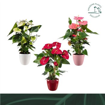 Anthurium andr  mix ceramic 17cmbl 70cm 17cm Q336