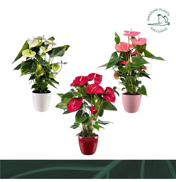 Anthurium andr  mix ceramic 17cmbl 70cm 17cm Q336