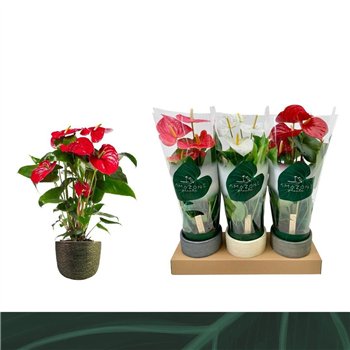 Anthurium andr  mix 3 colours Mix 14cm Luxe ceramic 5 fl 52cm 14cm Q375
