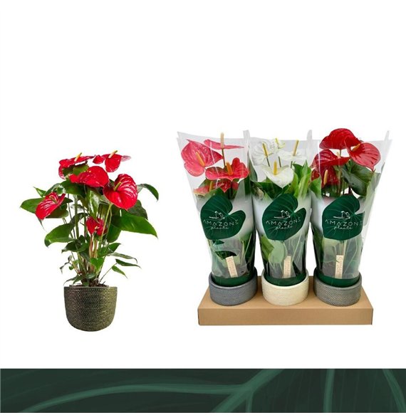 Anthurium andr  mix 3 colours Mix 14cm Luxe ceramic 5 fl 52cm 14cm Q375