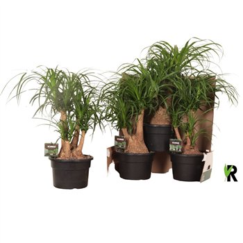 Nolina Beaucarnea recurvata rec  branched in fust 352 3 stems plnt 1 pp 60cm 23cm Q549