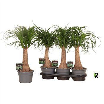 Nolina Beaucarnea recurvata rec  rechte stem in fust 7319 1 stems plnt pp 60cm 19cm Q550