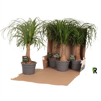 Nolina Beaucarnea recurvata rec  rechte stem in fust 352 1 stems plnt pp 65cm 21cm Q551