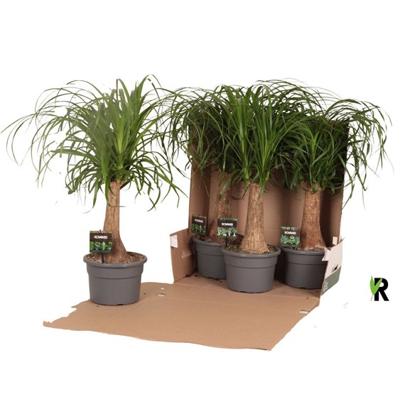 Nolina Beaucarnea recurvata rec  rechte stem in fust 352 1 stems plnt pp 65cm 21cm Q551