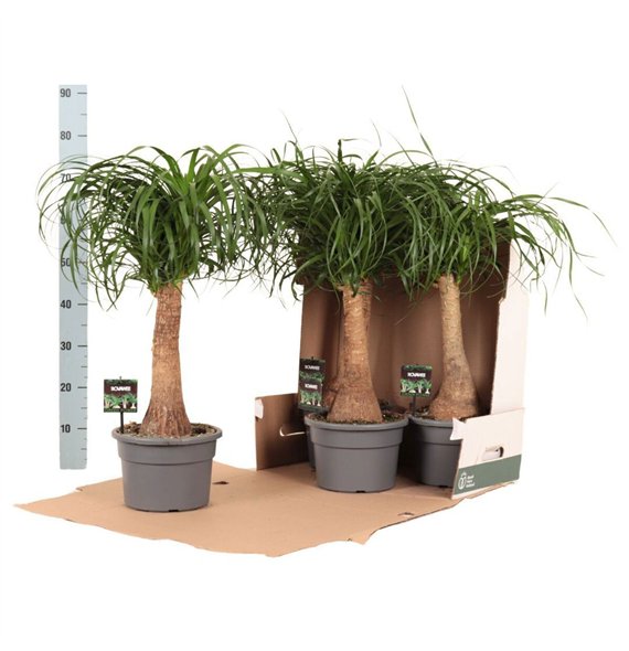 Nolina Beaucarnea recurvata rec  rechte stem in fust 352 1 stems plnt pp 70cm 23cm Q554
