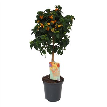 Lantana camara oranje 75cm 19cm Q961