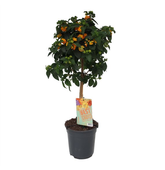 Lantana camara oranje 75cm 19cm Q961