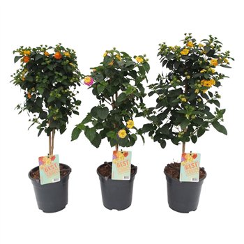 Lantana camara mix 75cm 19cm Q962