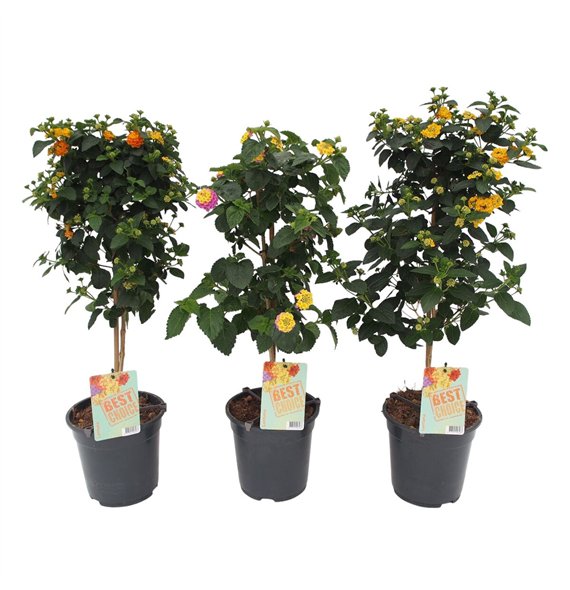 Lantana camara mix 75cm 19cm Q962