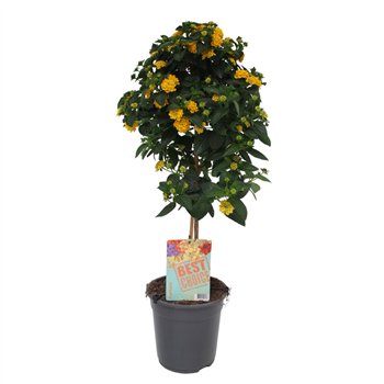 Lantana camara geel 75cm 19cm Q963