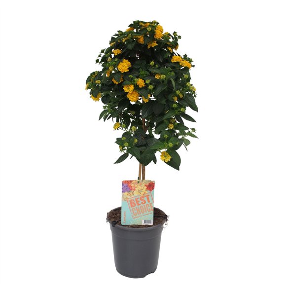 Lantana camara geel 75cm 19cm Q963